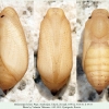 melanargia hylata talysh pupa